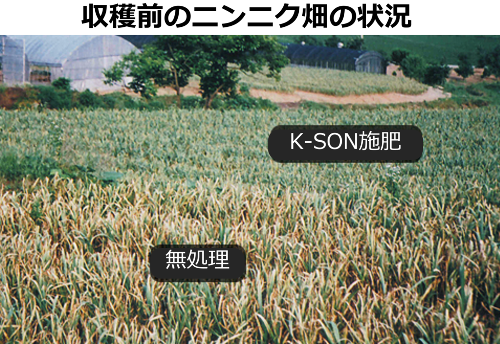 けい酸の使用有無とニンニク畑の様子