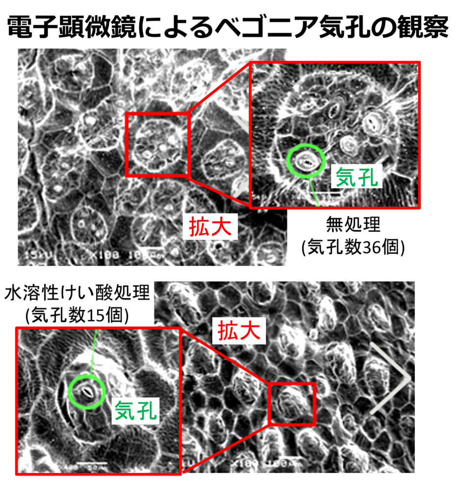 電子顕微鏡によるベゴニア気孔の観察結果