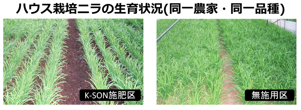 けい酸の使用有無とニラの生育