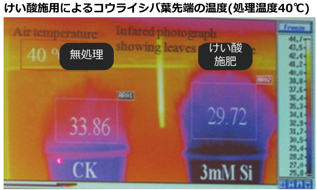 けい酸施用による高麗芝葉先端の葉温