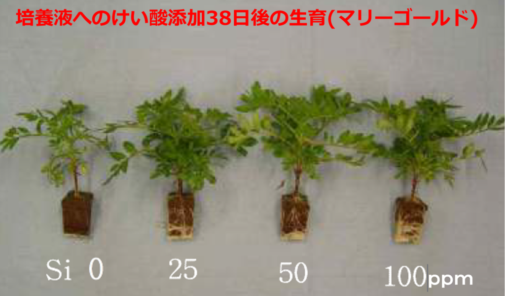 製品の濃度を変えて使用したマリーゴールドの様子