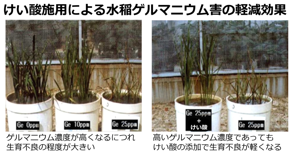 水稲におけるゲルマニウム障害とけい酸施用による回復